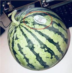 网红在线吃瓜是什么意思,网络娱乐的另类风向标 第3张 网红在线吃瓜是什么意思,网络娱乐的另类风向标 第3张